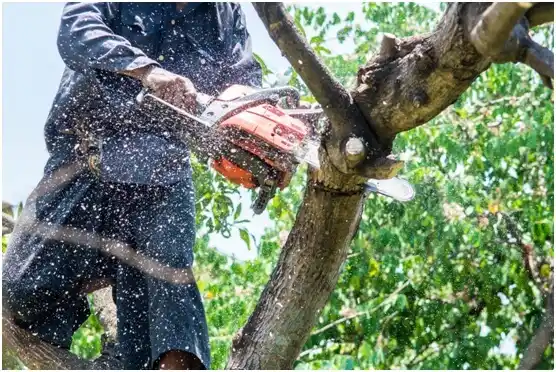 tree services New Fairview